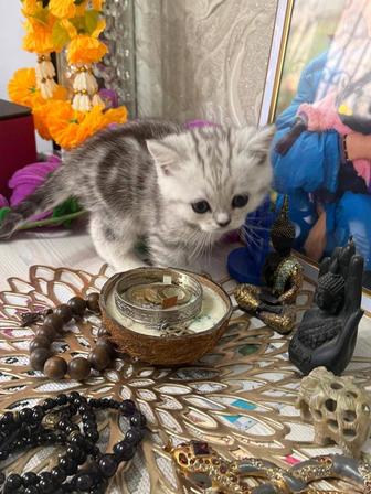 Шотландские, вислоухие котята.