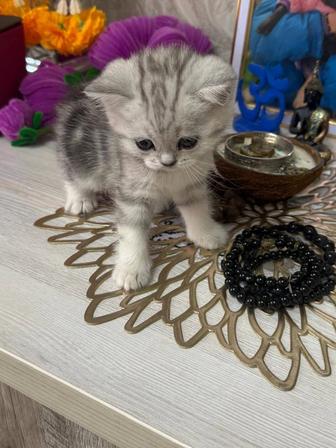 Шотландские, вислоухие котята.