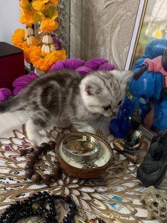 Шотландские, вислоухие котята.