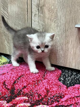 Шотландские, вислоухие котята.