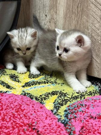 Шотландские, вислоухие котята.