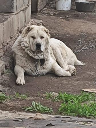 Собаки