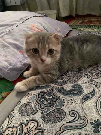 Шотландский марғау сатылады