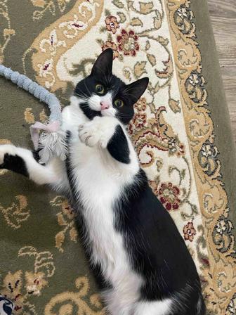 Котенок Смоки, 8 месяцев, ищет добрых хозяев