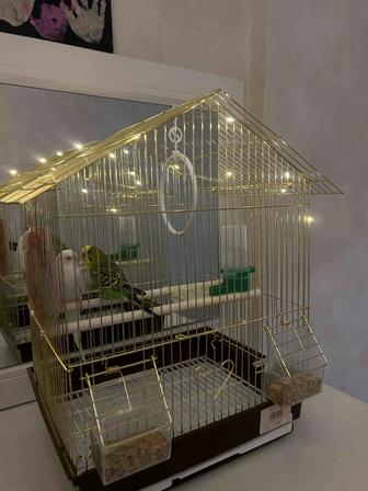 Попугай с клеткой