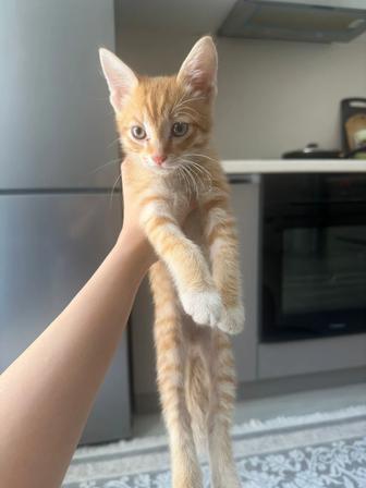 Отдам котенка в добрые руки