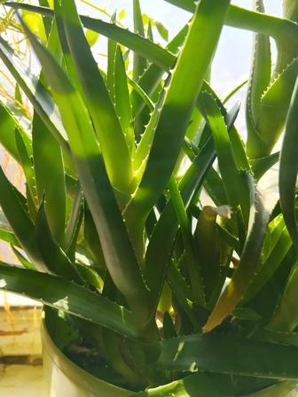 Алоэ вера детки