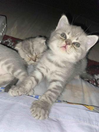 Продам котят шотландцы .