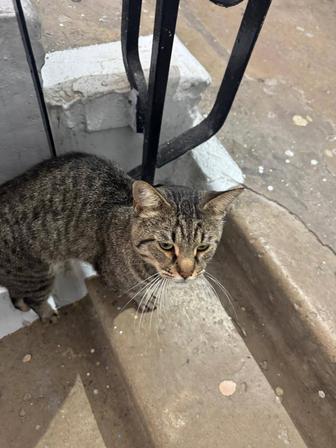 Кот в добрые и ответственные руки
