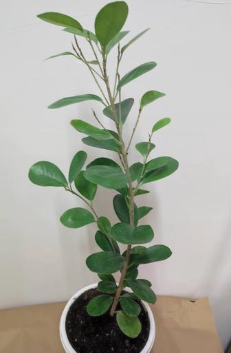 Фикус Миллионерша.