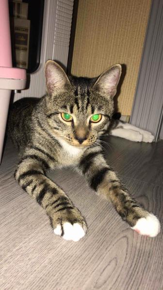 Отдаю котика в заботливые руки!