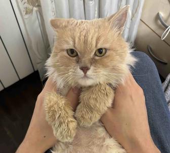 Отдам котика в добрые руки