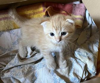 Шотландские котята