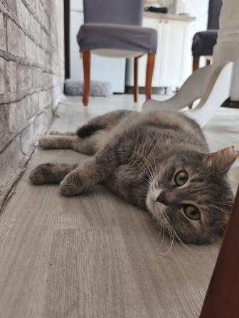 Кошечка Нюша в поиске дома