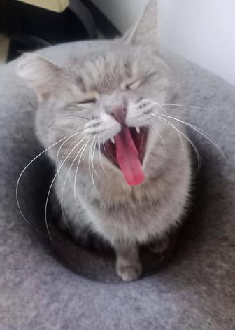 Кошечка Нюша в поиске дома