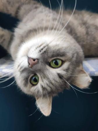 Кошечка Нюша в поиске дома