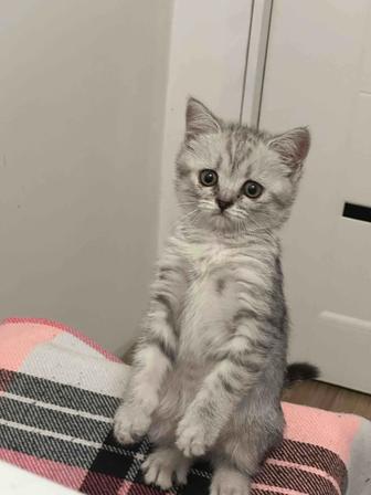 Британская кошка