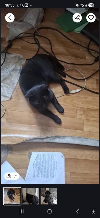 Отдаю кошку в хорошие и добрые руки