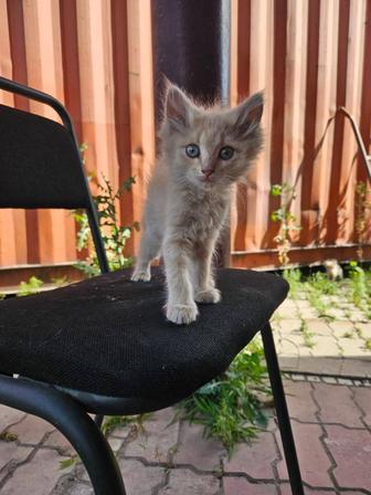 Отдам в хорошие руки котенка