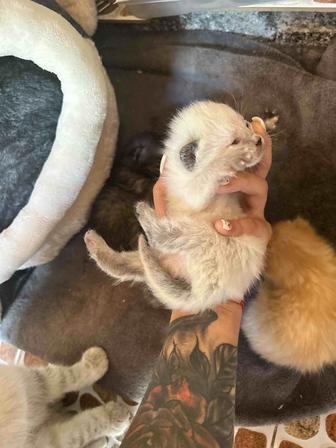 Котята