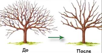 Обрезка плодовых деревьев