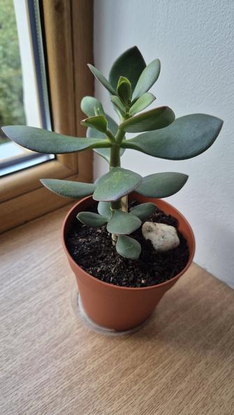 Живое или денежное дерево крассула.