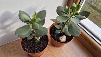 Живое или денежное дерево крассула.