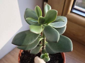 Денежное или живое дерево молодые растения.