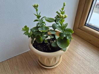 Махровое каланхоэ Розалина молодые растения цветы.