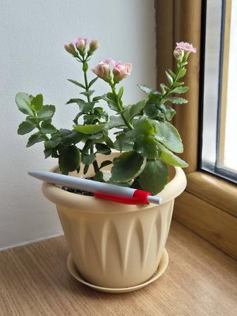 Махровое каланхоэ Розалина молодые растения цветы.