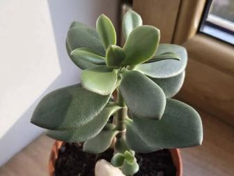 Живое денежное деревце молодые растения цветы.