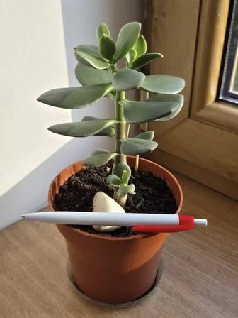 Живое денежное деревце молодые растения цветы.