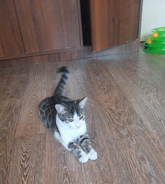 Котенок ищет любящую семью
