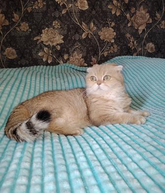 Кошечка скоттиш fold золотая шиншилла