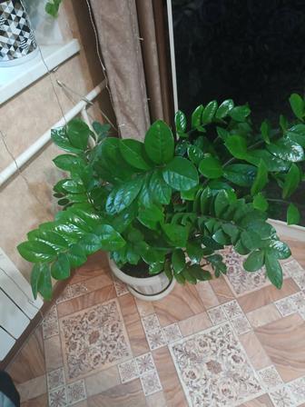 Замиокулькас 120 см