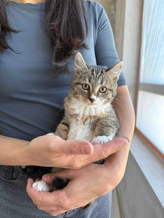 Котенок в добрые руки