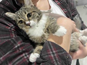 Котенок в добрые руки