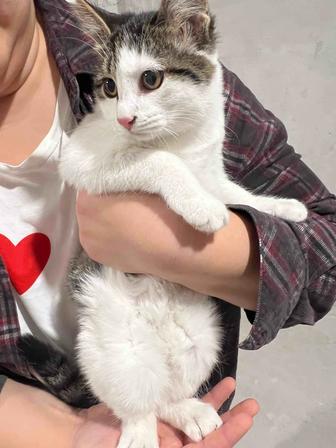 Котенок в добрые руки(девочки 5 месяцев)