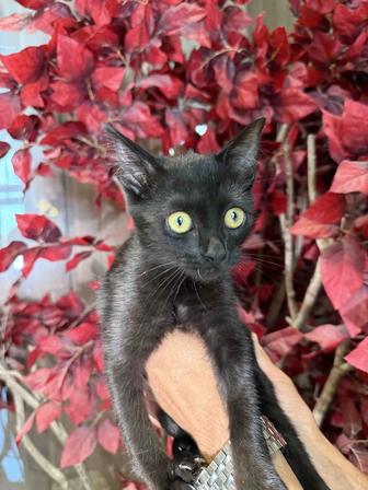 Котенок ищет семью 3 мес