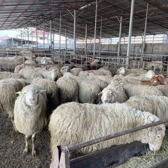 Бараны халал с доставкой. Ягнята. Покатушки. Қойлар. Қозылар, тоқты халал