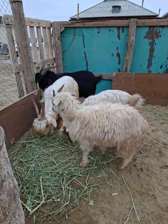 5 ешкі (3 теке және 2 туша)