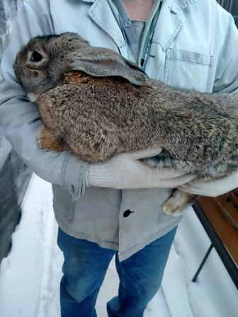 Кролики породы фландер