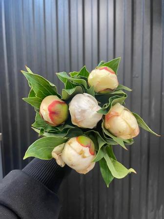 Продажа пионов оптом Дюшес/Фестиваль по 1300