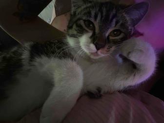 Отдам котенка (девочку) в добрые руки