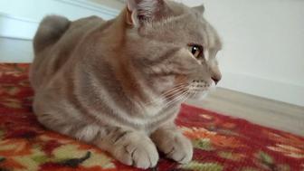 Отдам кота в добрые руки , кот очень ласковый и спокойный приучен к лотку ш