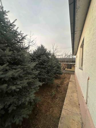 В продаже крупномеры туя смарагд, голубая ель, разных размеров