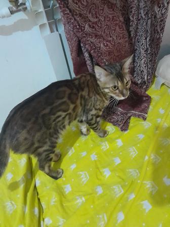 Кошечка Бенгальская