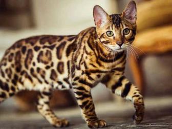 Передержка кошек