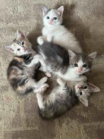 Отдам котят в добрые руки