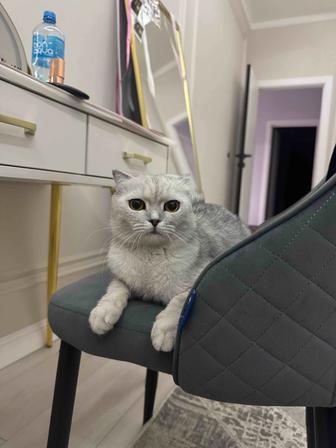 Шотландская вислоухая кошечка серо-белая красавица